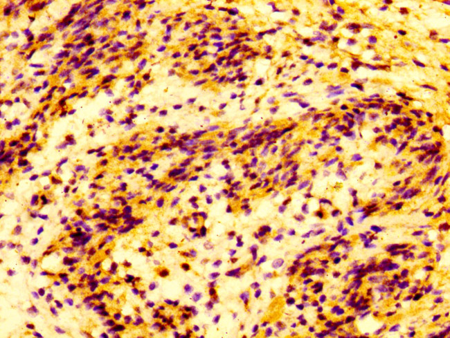 MMP28 Antibody in Immunohistochemistry (Paraffin) (IHC (P))