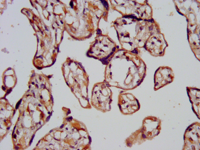 CHMP1A Antibody in Immunohistochemistry (Paraffin) (IHC (P))