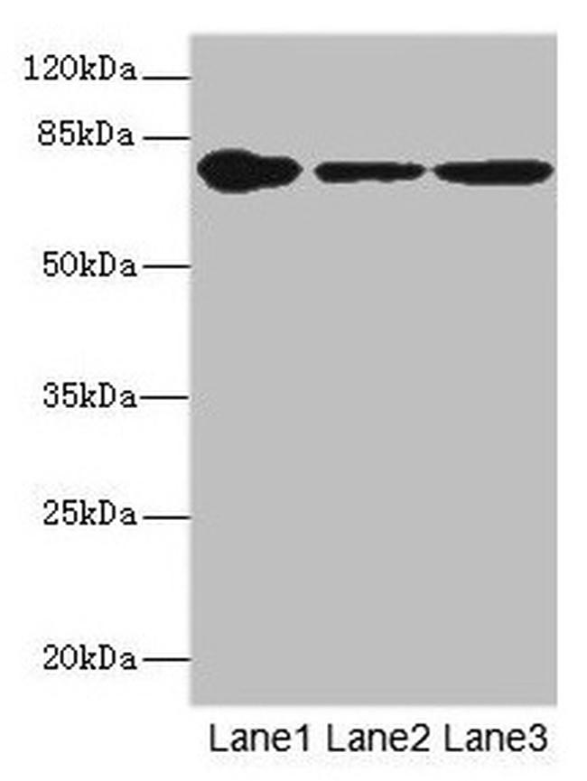 FZD3 Antibody in Western Blot (WB)