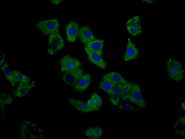 C1GALT1 Antibody in Immunocytochemistry (ICC/IF)