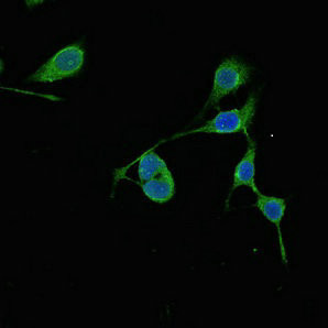 RMND1 Antibody in Immunocytochemistry (ICC/IF)