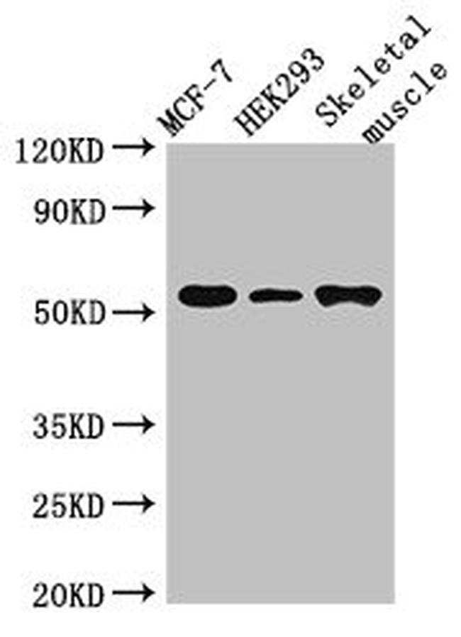 RMND1 Antibody in Western Blot (WB)