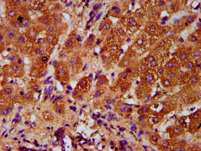 AASS Antibody in Immunohistochemistry (Paraffin) (IHC (P))