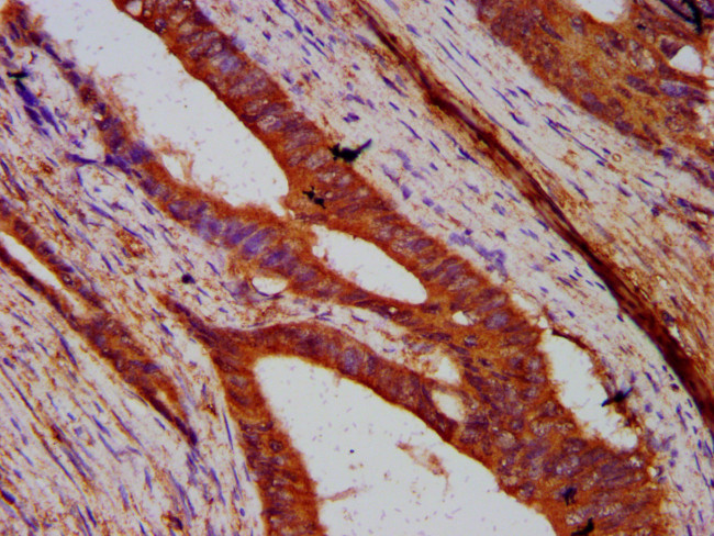 UNC84B Antibody in Immunohistochemistry (Paraffin) (IHC (P))