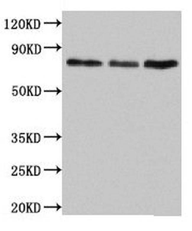 UNC84B Antibody in Western Blot (WB)