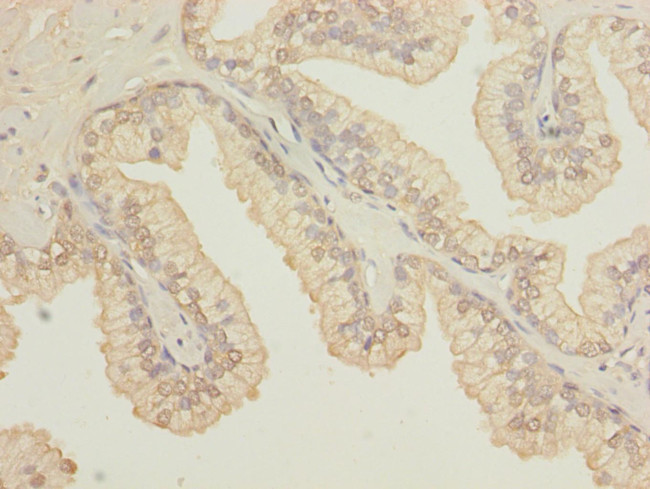 OSGEPL1 Antibody in Immunohistochemistry (Paraffin) (IHC (P))