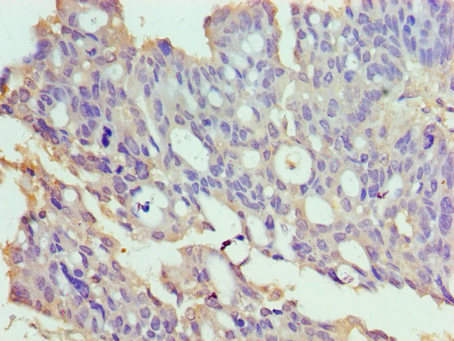 TrxR2 Antibody in Immunohistochemistry (Paraffin) (IHC (P))