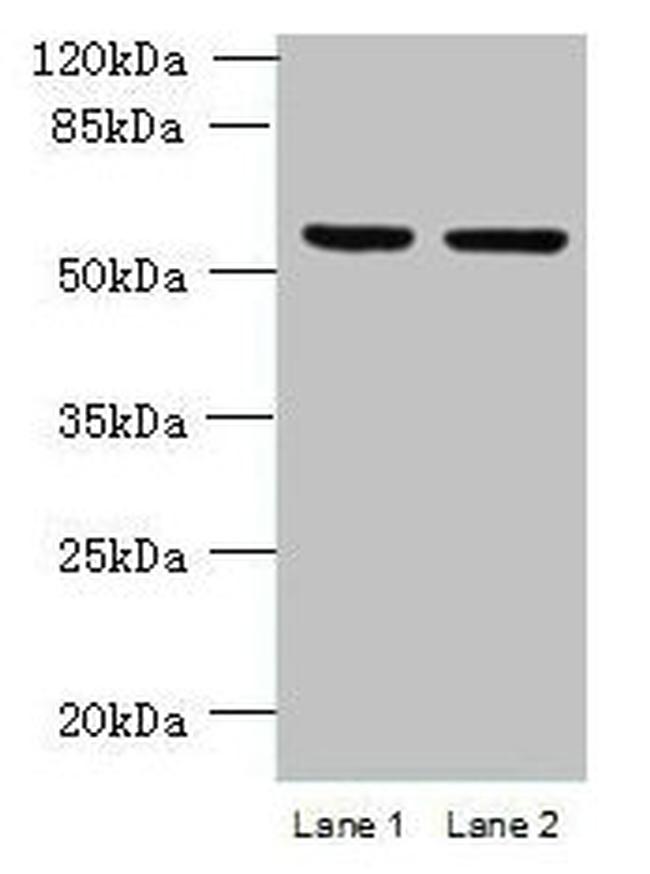 UFSP2 Antibody in Western Blot (WB)