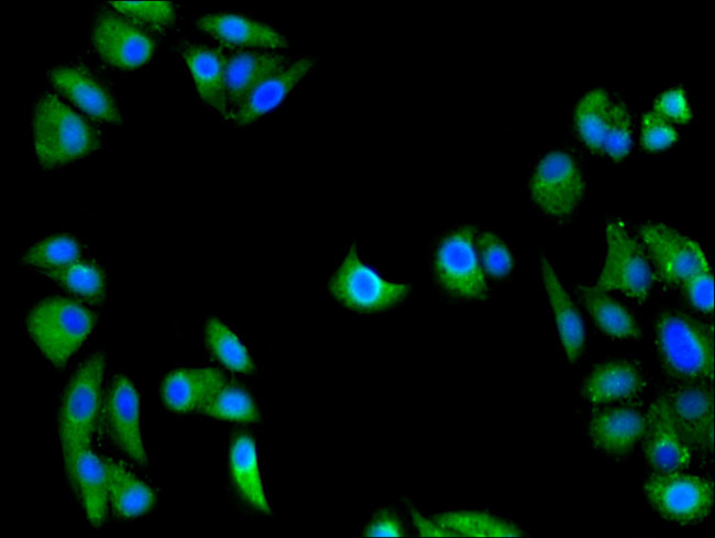 GULP1 Antibody in Immunocytochemistry (ICC/IF)