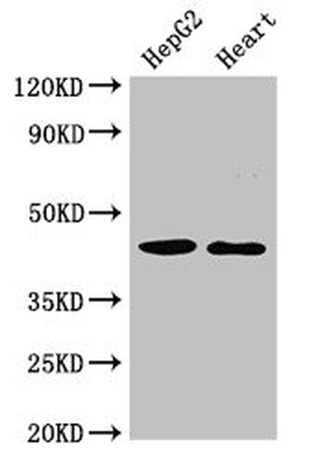 GULP1 Antibody in Western Blot (WB)