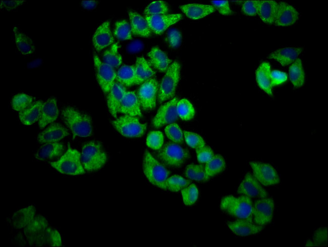 GPR174 Antibody in Immunocytochemistry (ICC/IF)