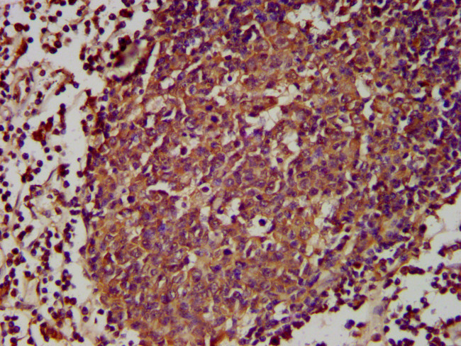 GPR174 Antibody in Immunohistochemistry (Paraffin) (IHC (P))