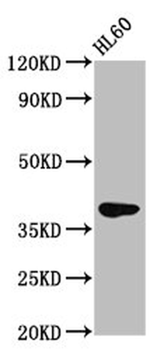 GPR174 Antibody in Western Blot (WB)