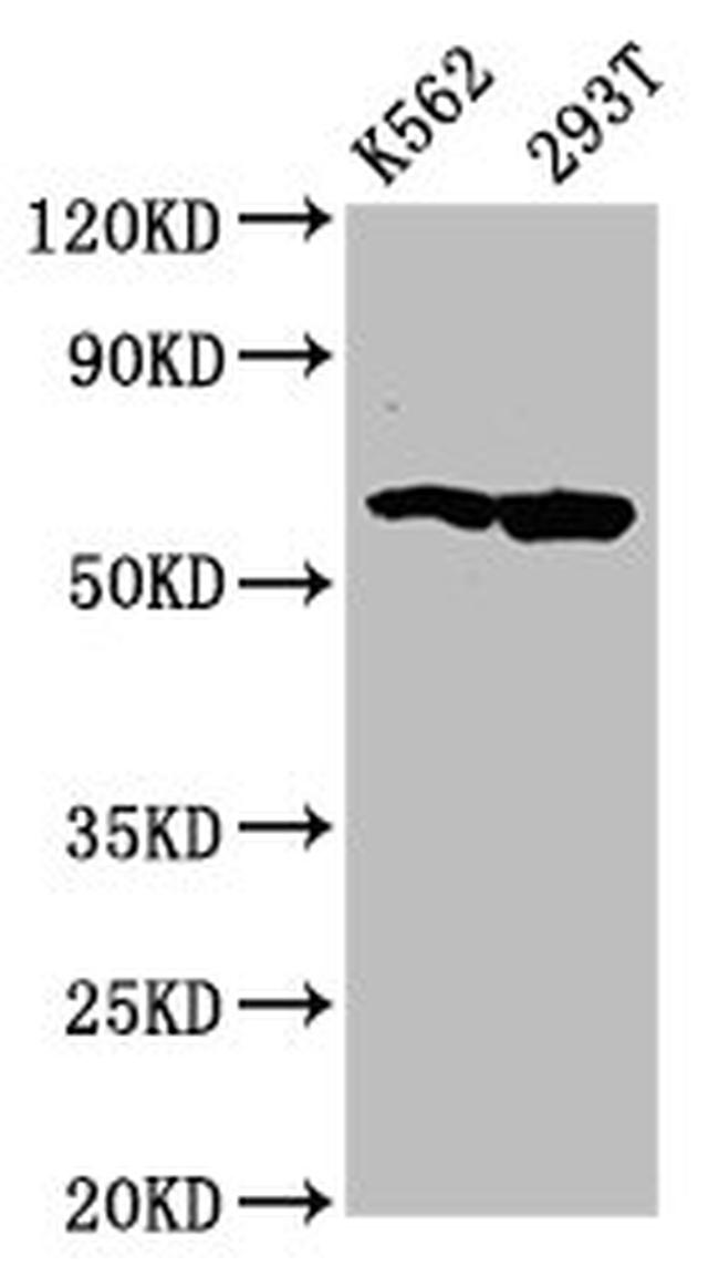 FAM83D Antibody in Western Blot (WB)
