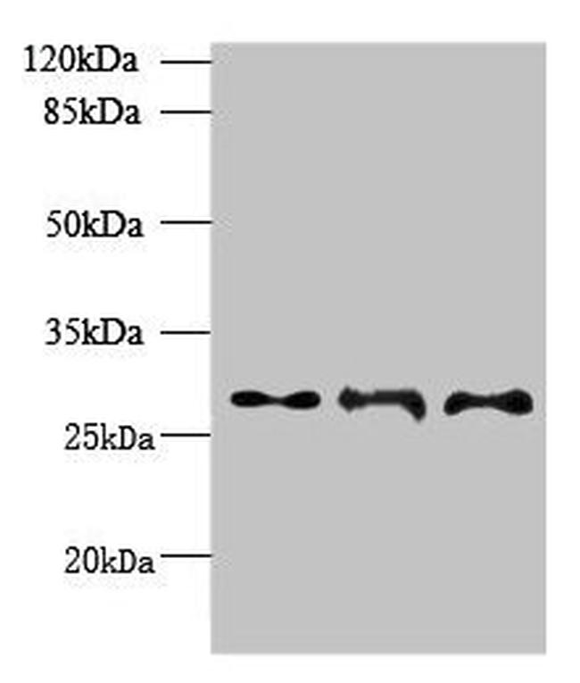 BarX1 Antibody in Western Blot (WB)