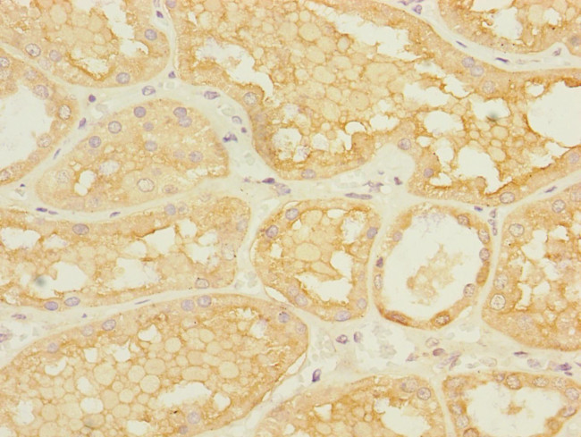 ASIC3 Antibody in Immunohistochemistry (Paraffin) (IHC (P))