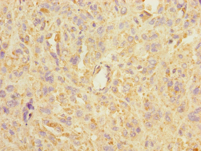 ASIC3 Antibody in Immunohistochemistry (Paraffin) (IHC (P))