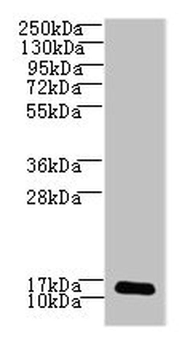 LSM7 Antibody in Western Blot (WB)