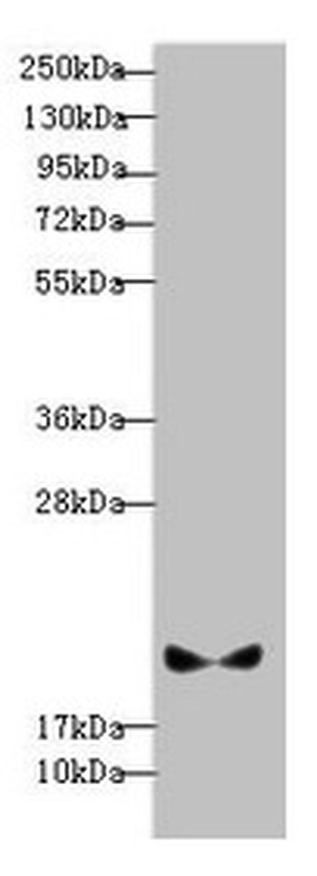 Pallidin Antibody in Western Blot (WB)