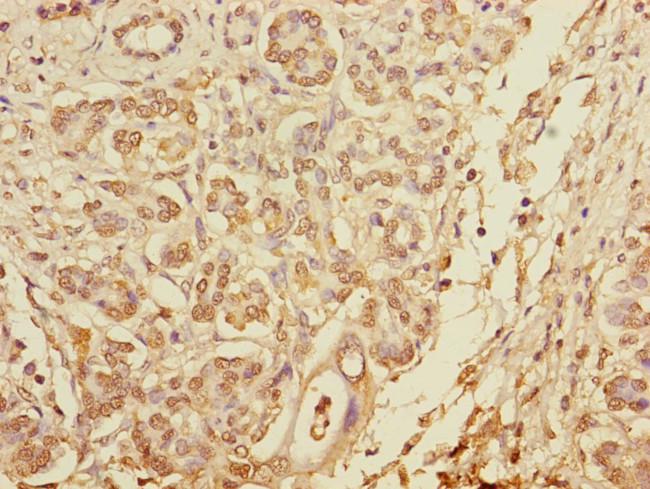 Pallidin Antibody in Immunohistochemistry (Paraffin) (IHC (P))