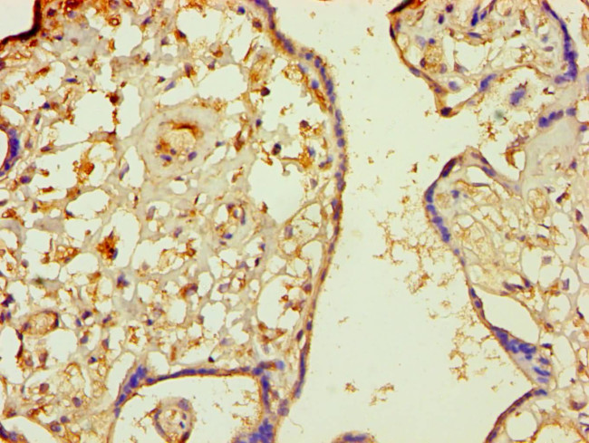 MINPP1 Antibody in Immunohistochemistry (Paraffin) (IHC (P))