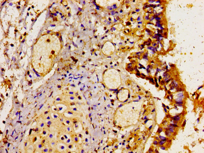 LAMP3 Antibody in Immunohistochemistry (Paraffin) (IHC (P))