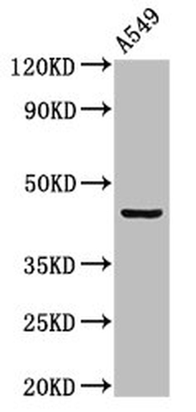 LAMP3 Antibody in Western Blot (WB)