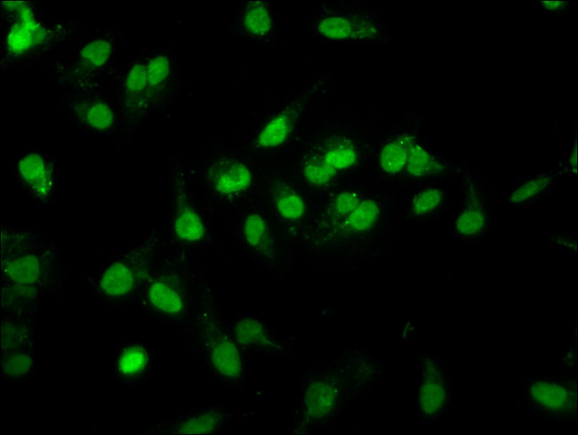 RALY Antibody in Immunocytochemistry (ICC/IF)