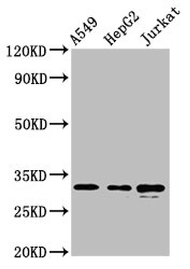 RALY Antibody in Western Blot (WB)