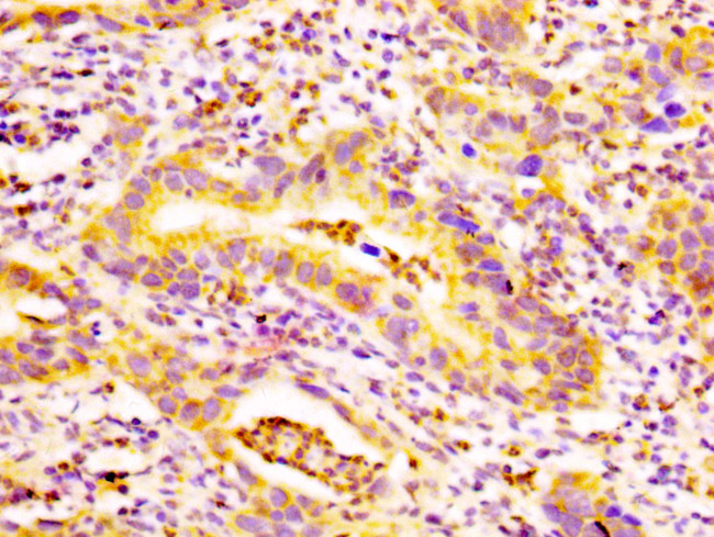 EDAR Antibody in Immunohistochemistry (Paraffin) (IHC (P))