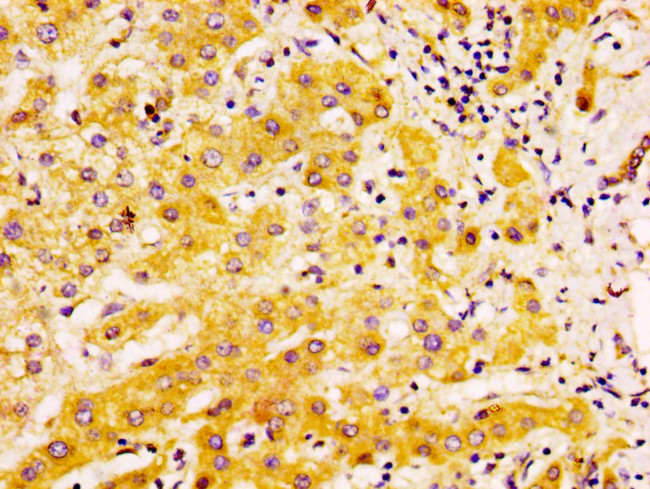 EDAR Antibody in Immunohistochemistry (Paraffin) (IHC (P))