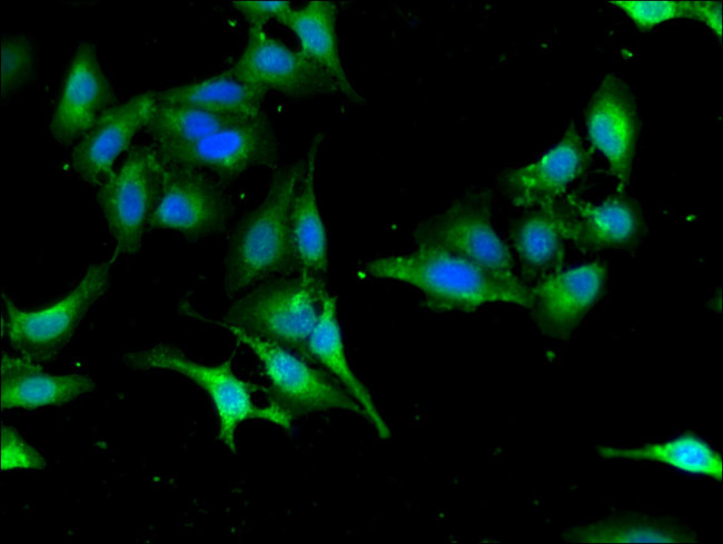 SEC23IP Antibody in Immunocytochemistry (ICC/IF)