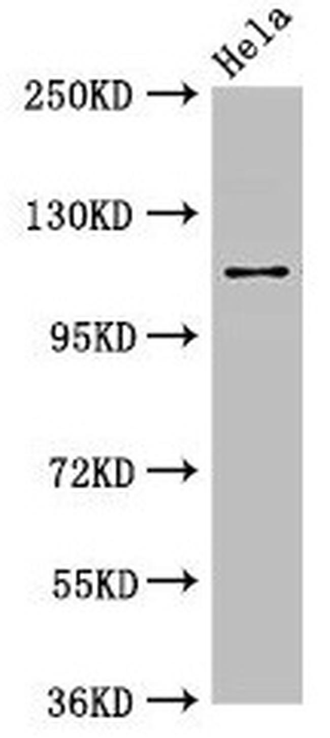 SEC23IP Antibody in Western Blot (WB)