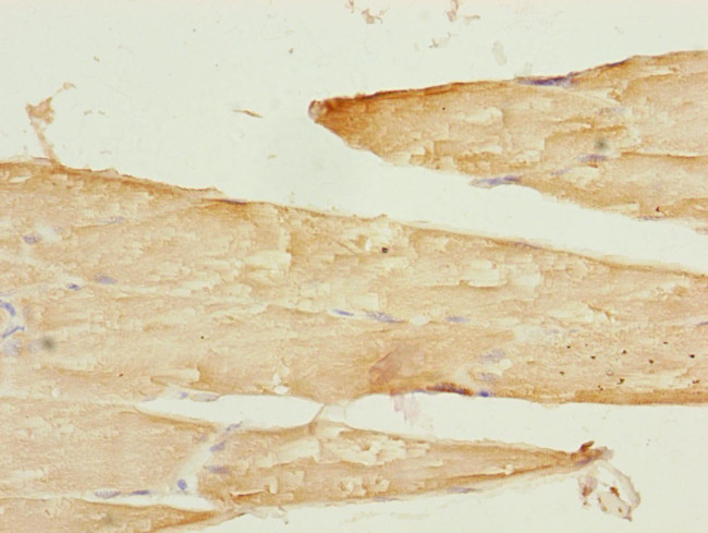 SAMM50 Antibody in Immunohistochemistry (Paraffin) (IHC (P))