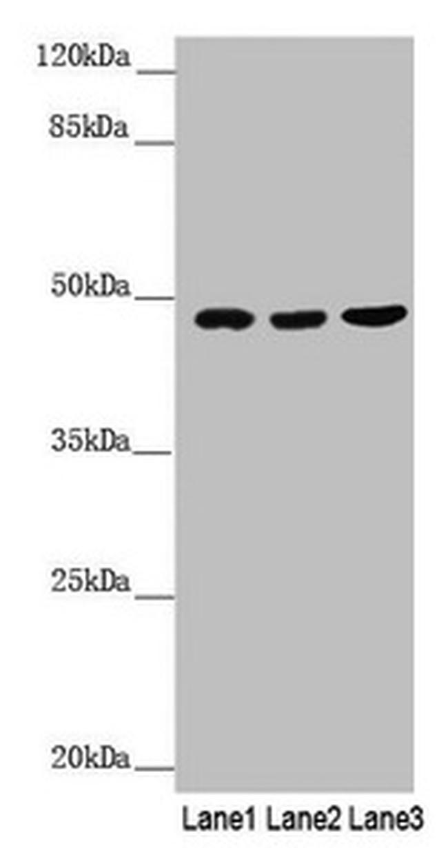 BCS1L Antibody in Western Blot (WB)