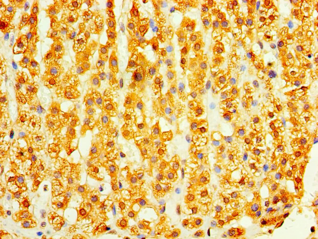 DHRS7 Antibody in Immunohistochemistry (Paraffin) (IHC (P))