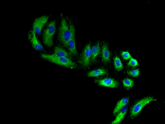 FARP1 Antibody in Immunocytochemistry (ICC/IF)