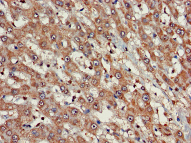 FARP1 Antibody in Immunohistochemistry (Paraffin) (IHC (P))