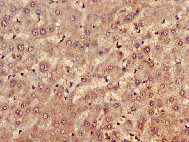 FARP1 Antibody in Immunohistochemistry (Paraffin) (IHC (P))