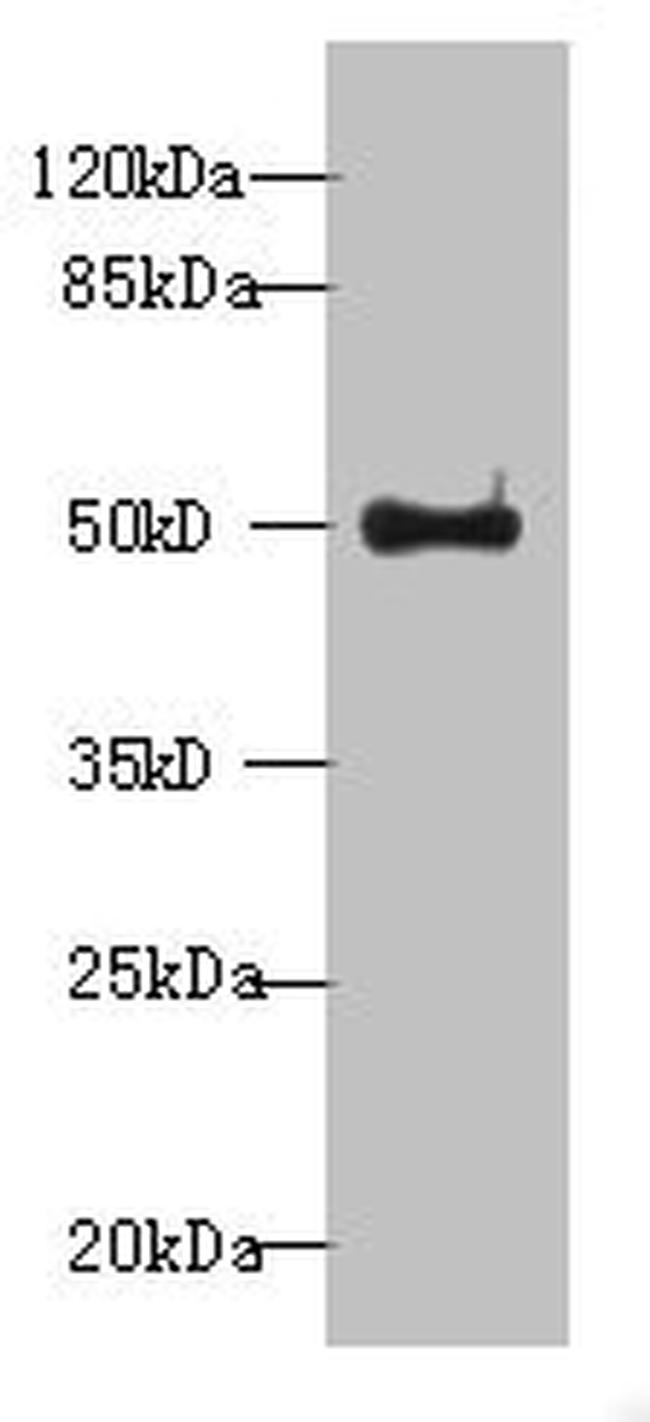 WDR37 Antibody in Western Blot (WB)