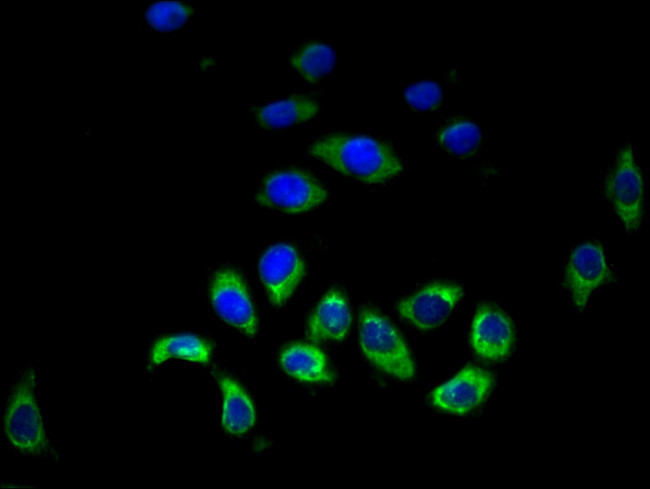 HRH3 Antibody in Immunocytochemistry (ICC/IF)