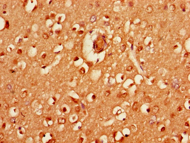 HRH3 Antibody in Immunohistochemistry (Paraffin) (IHC (P))