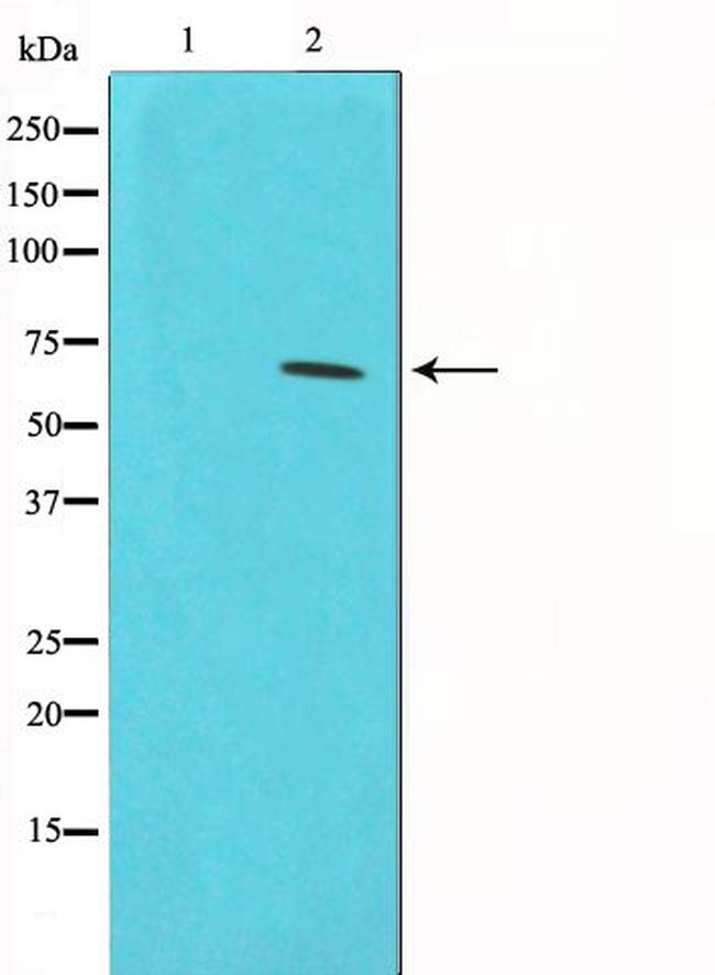 Phospho-CDC25A (Ser76) Antibody in Western Blot (WB)