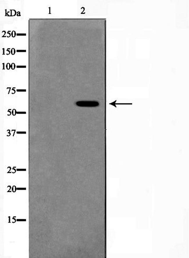 Phospho-MAPK15 (Thr175, Tyr177) Antibody in Western Blot (WB)