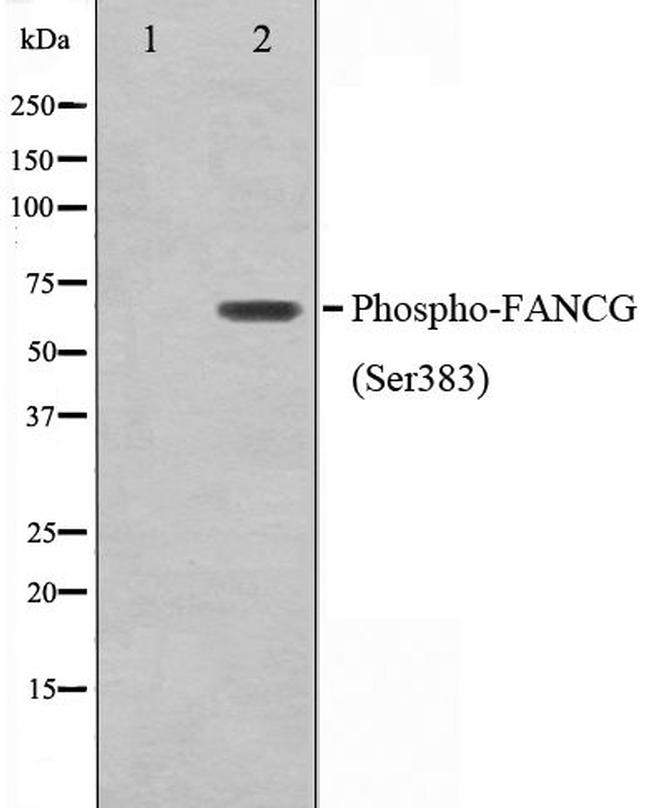 Phospho-FANCG (Ser383) Antibody in Western Blot (WB)