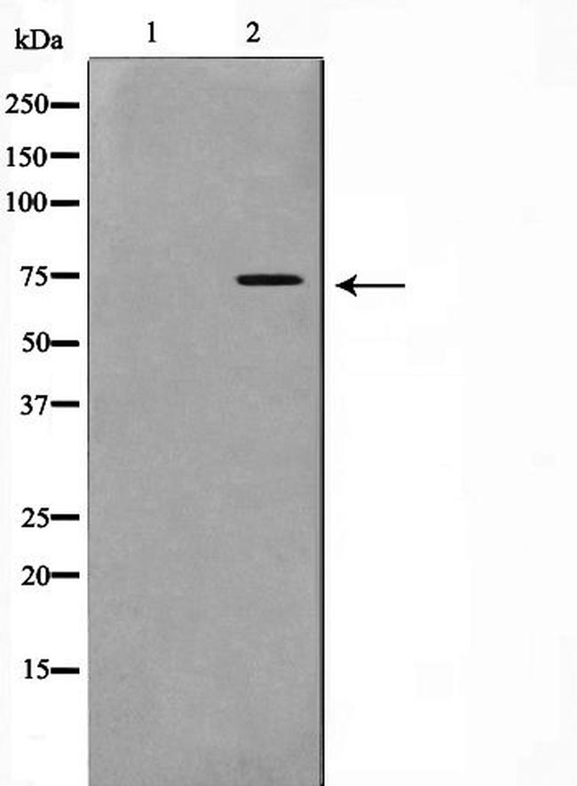 Phospho-GAB2 (Tyr452) Antibody in Western Blot (WB)