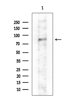 GAB2 Antibody in Western Blot (WB)