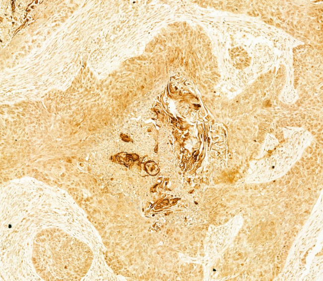 Collagen II Antibody in Immunohistochemistry (Paraffin) (IHC (P))