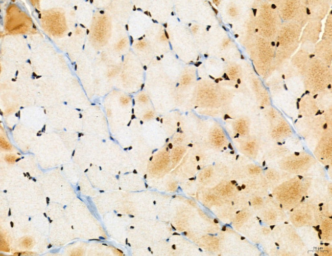 Cyclin A Antibody in Immunohistochemistry (Paraffin) (IHC (P))