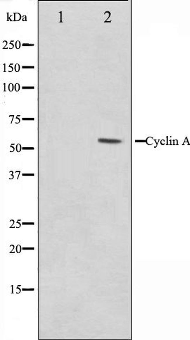 Cyclin A Antibody in Western Blot (WB)